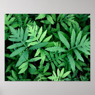 Ferns: Canvas-- Poster