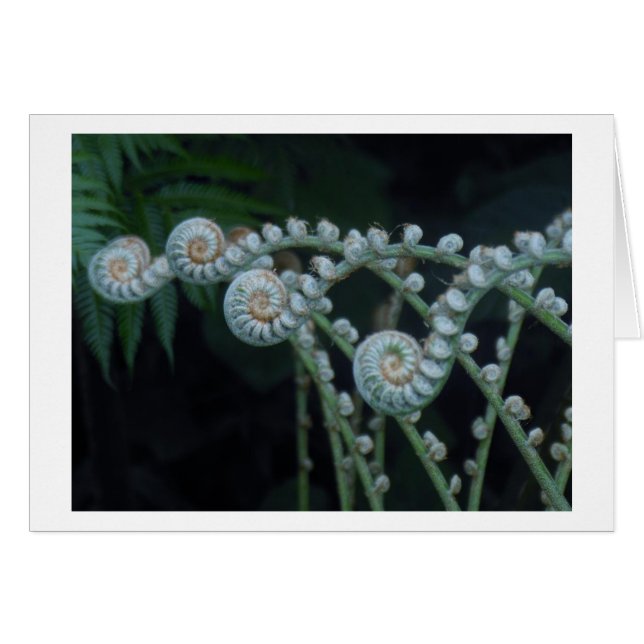 Ferns card (Front Horizontal)