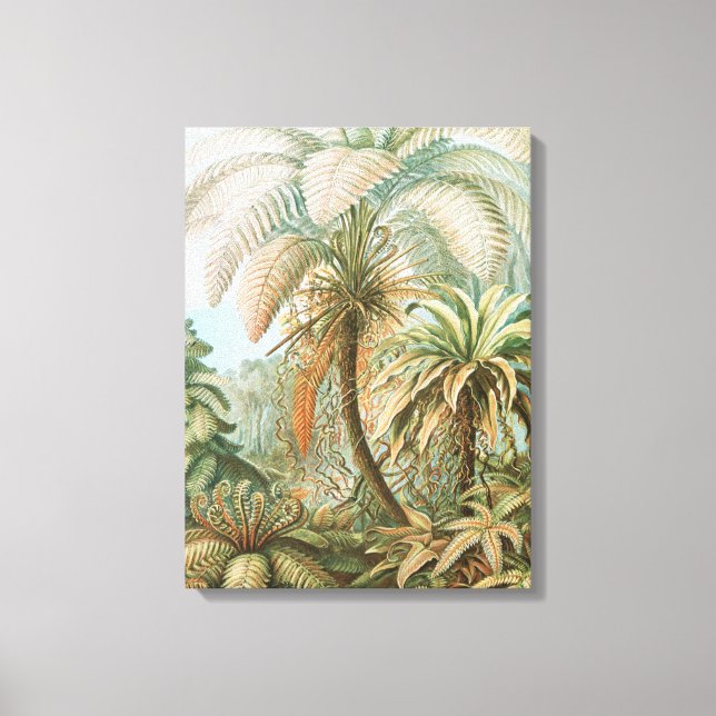 Ferns, Filicinae Laubfarne by Ernst Haeckel Canvas Print (Front)
