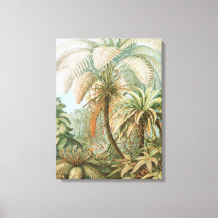 Ferns, Filicinae Laubfarne by Ernst Haeckel Canvas Print