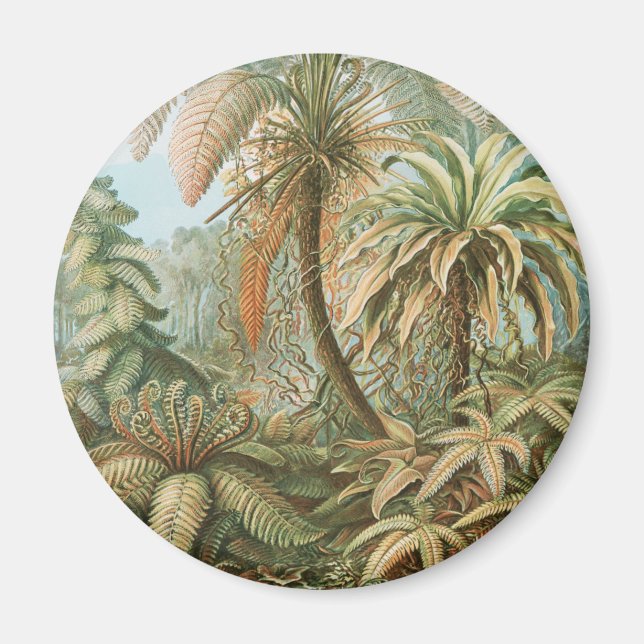 Ferns, Filicinae Laubfarne by Ernst Haeckel Magnet (Front)