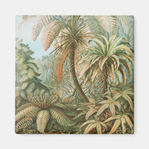 Ferns, Filicinae Laubfarne by Ernst Haeckel Magnet