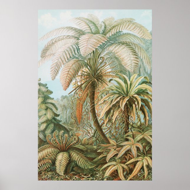 Ferns, Filicinae Laubfarne by Ernst Haeckel Poster (Front)