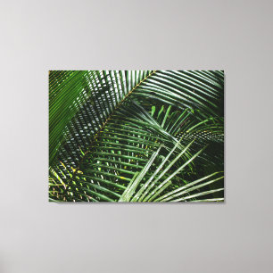 Ferns in a Coastal Rainforest Canvas Print