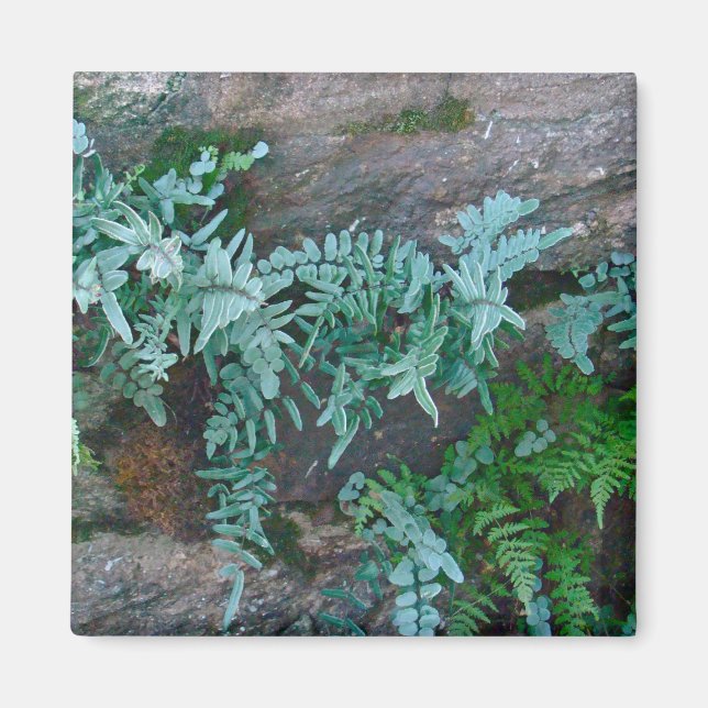 Ferns in Philadelphia Magnet (Front)