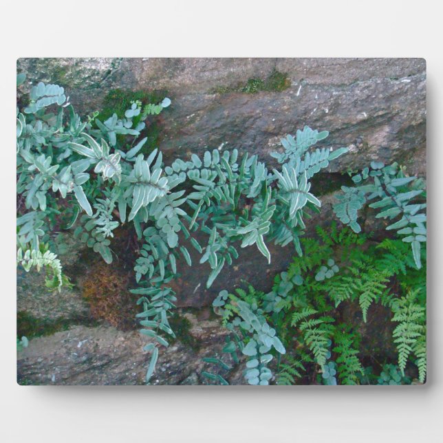 Ferns in Philadelphia Plaque (Front)