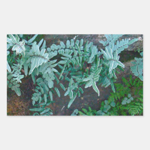 Ferns in Philadelphia Rectangular Sticker