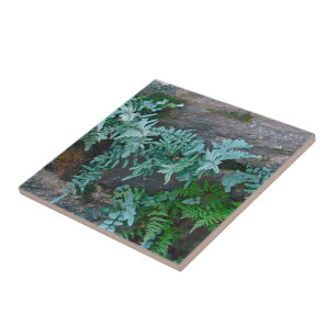 Ferns in Philadelphia Tile