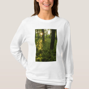 Ferns in the forest in Grafton, Massachusetts. T-Shirt