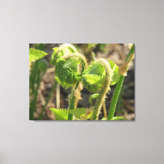 Ferns Just Waking Up Canvas Print