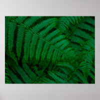Ferns of Pico Island