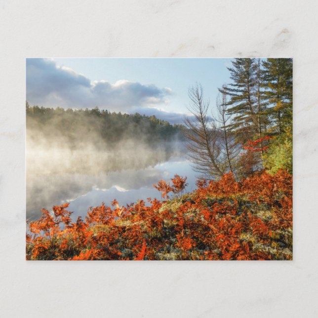 Ferns on Shoreline | Paradise, Michigan Postcard (Front)
