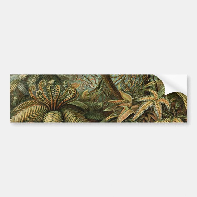 Ferns Palm Tree Antique Botanical Ferns Art Bumper Sticker (Front)