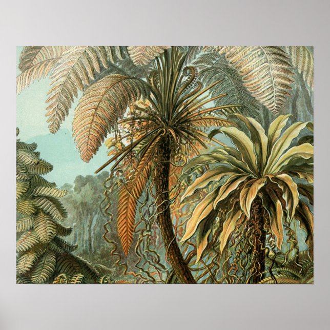 Ferns Palm Tree Antique Botanical Ferns Art Poster (Front)