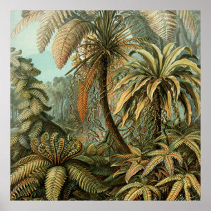 Ferns Palm Tree Antique Botanical Ferns Art Poster