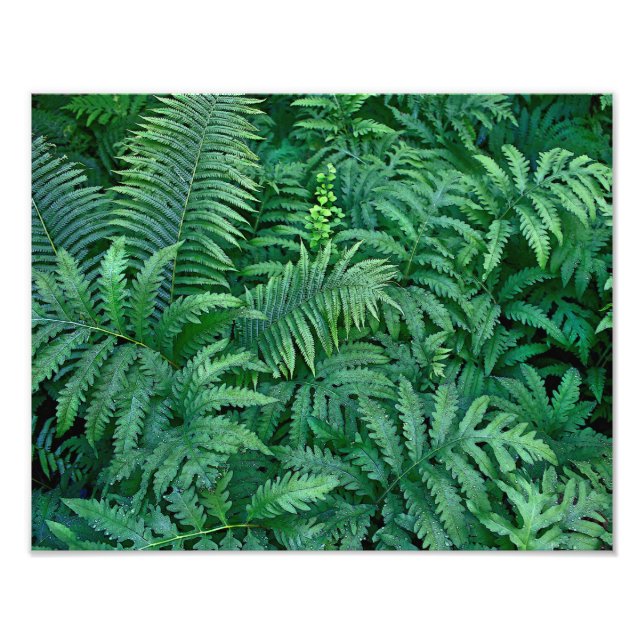 Ferns: Photo paper (Front)
