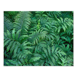 Ferns: Photo paper Print