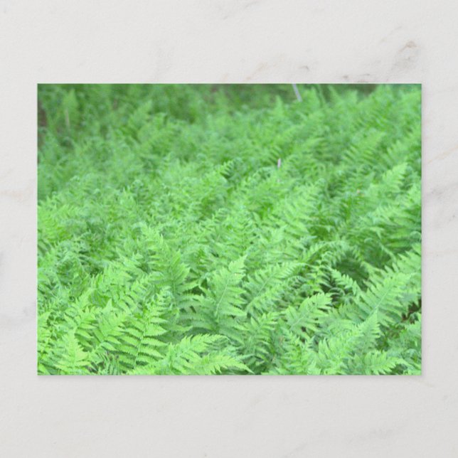 Ferns Photo Postcard (Front)