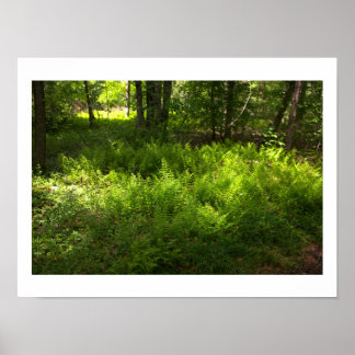 Ferns Photo Poster