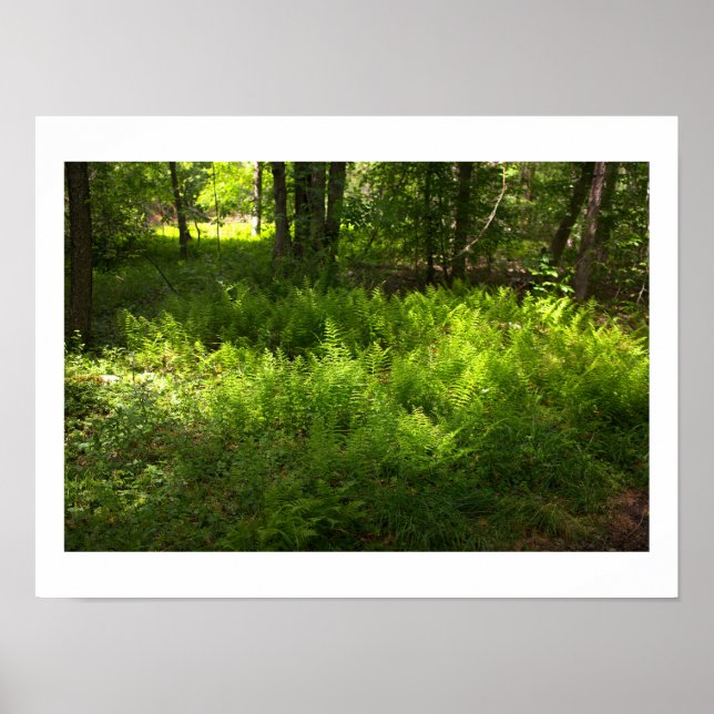 Ferns Photo Poster (Front)