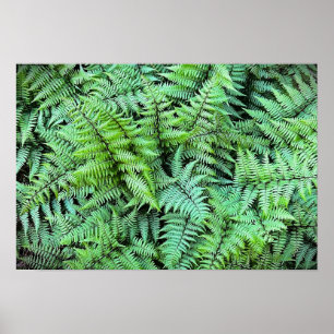 Ferns, poster