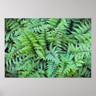 Ferns,  poster