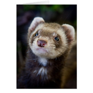 Ferret