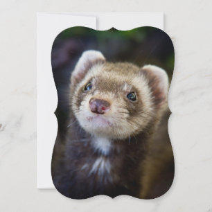 Ferret