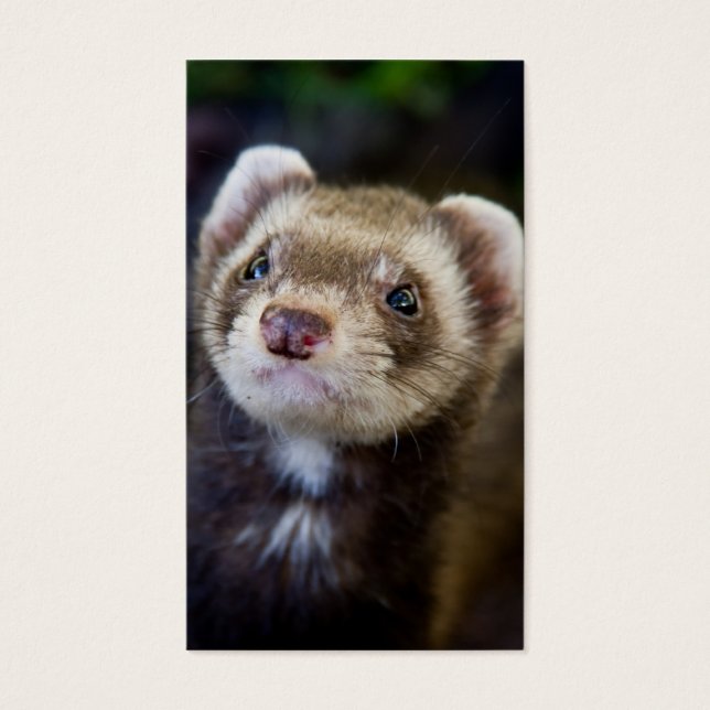 Ferret (Front)
