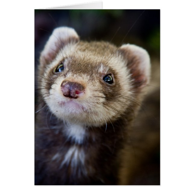 Ferret (Front)