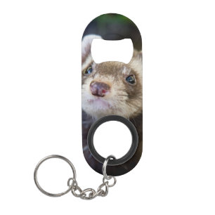 Ferret