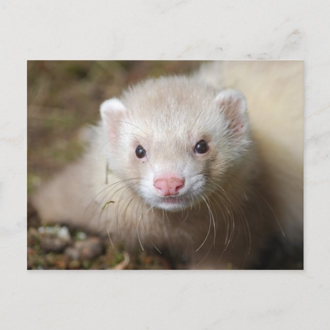 Ferret 3 postcard (Front)