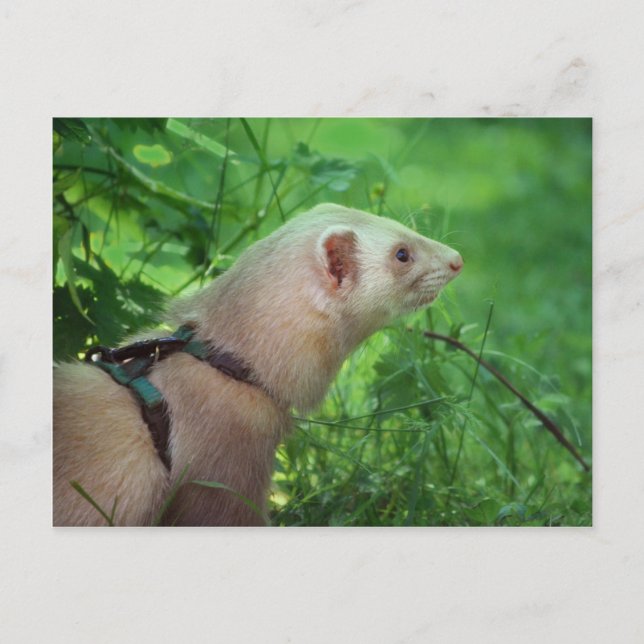Ferret 6 postcard (Front)