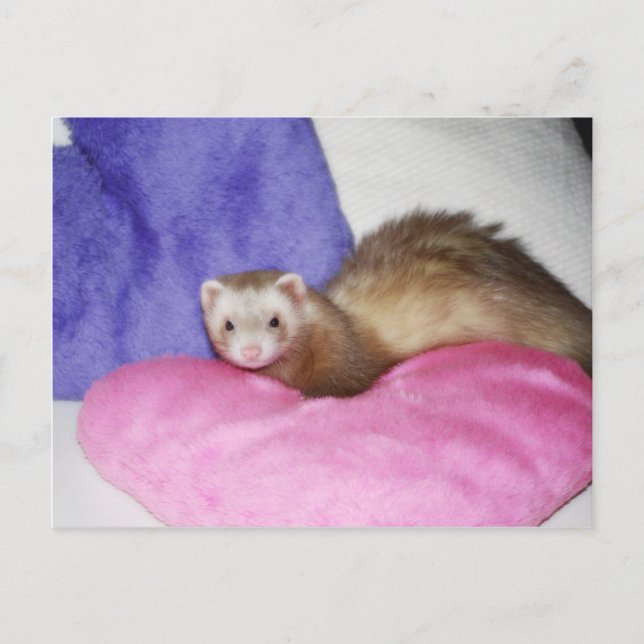 Ferret 8 postcard (Front)