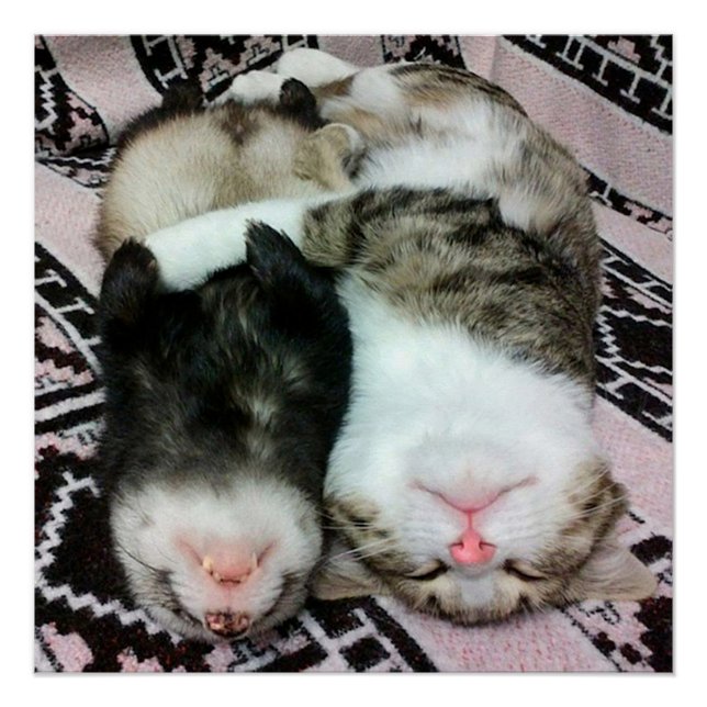 Ferret and Cat Sleeping Poster (Front)