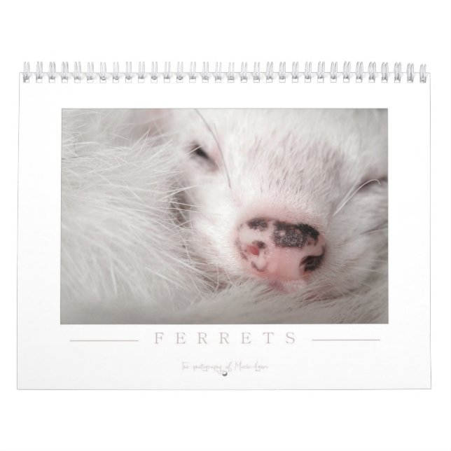 Ferret Calendar - 2nd Edition (Cover)