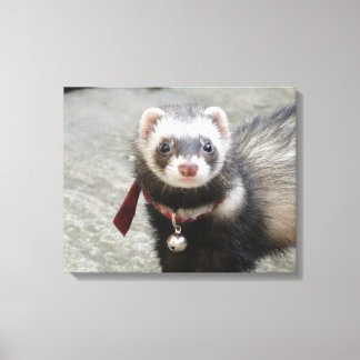Ferret Canvas Print