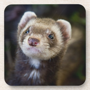 Ferret Coaster