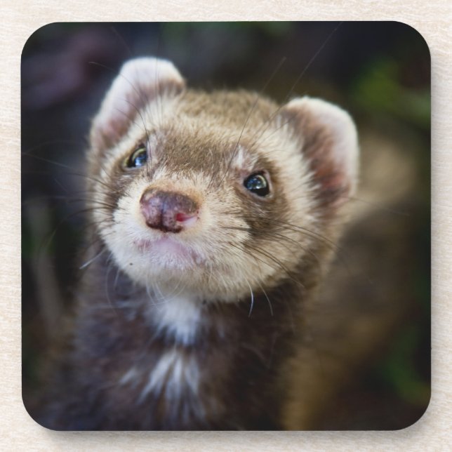 Ferret Coaster (Front)