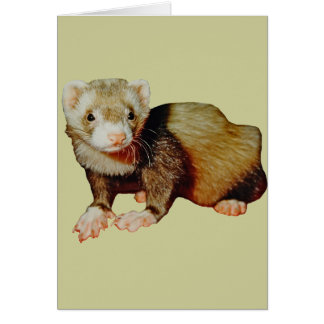 Ferret Drawing