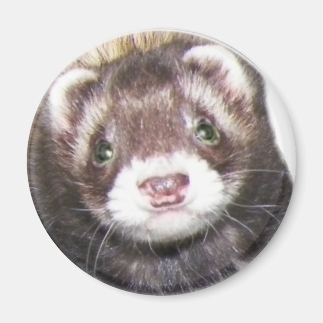 Ferret Face Picture Magnet (Front)