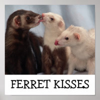 Ferret Kisses
