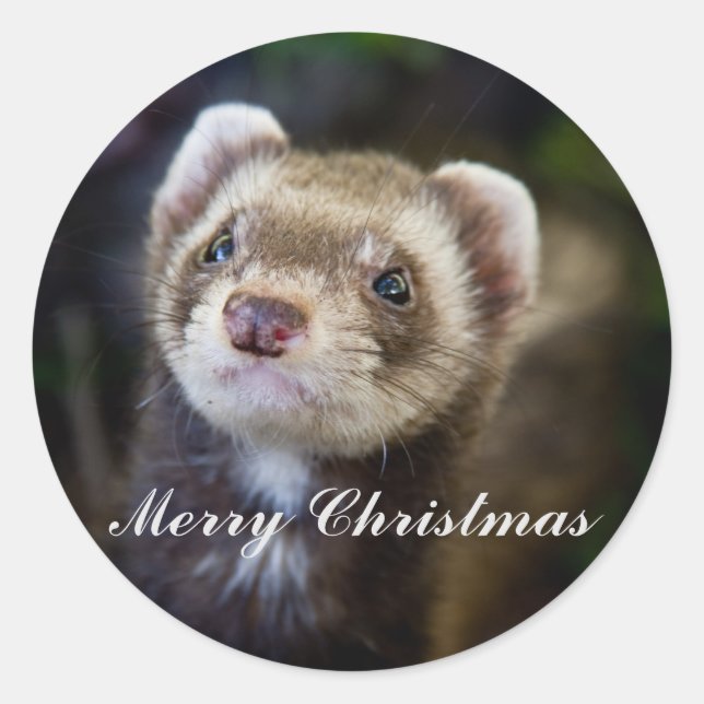 Ferret Merry christmas Classic Round Sticker (Front)