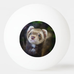 Ferret Ping Pong Ball