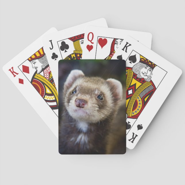 Ferret playing cards (Back)