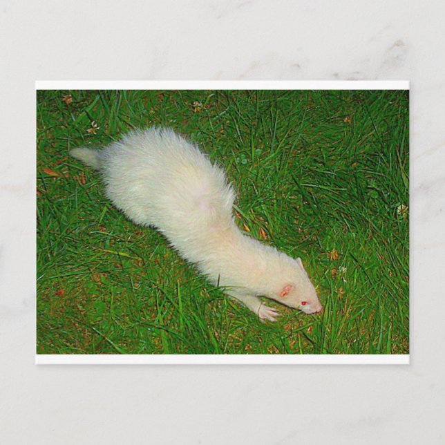 Ferret Postcard (Front)