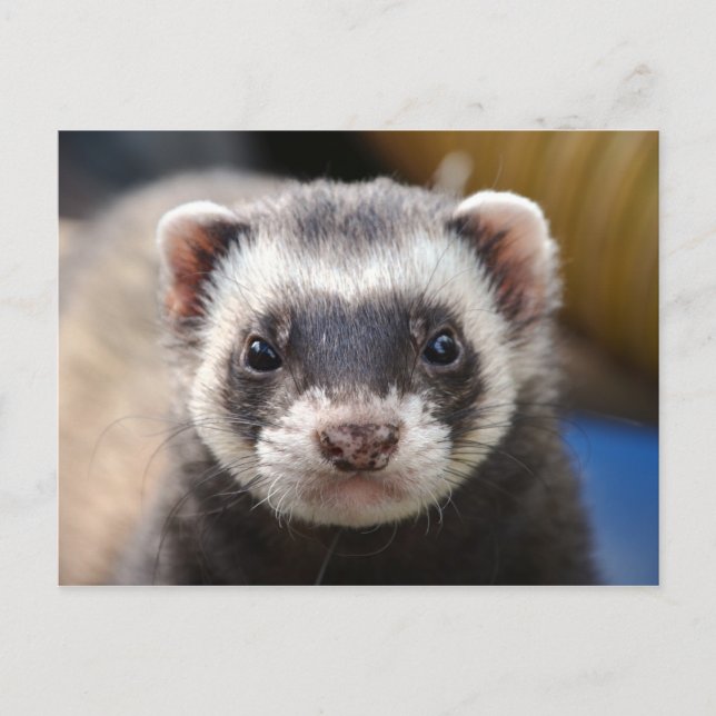 Ferret Postcard (Front)