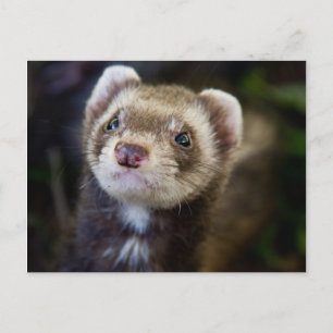 Ferret Postcard