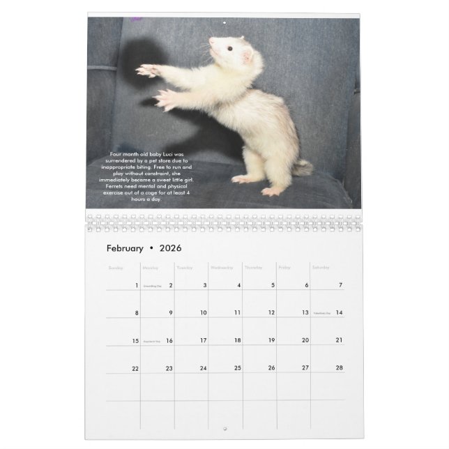 Ferret Rescue Benefit Calendar (Feb 2026)