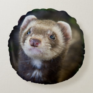 Ferret Round Cushion